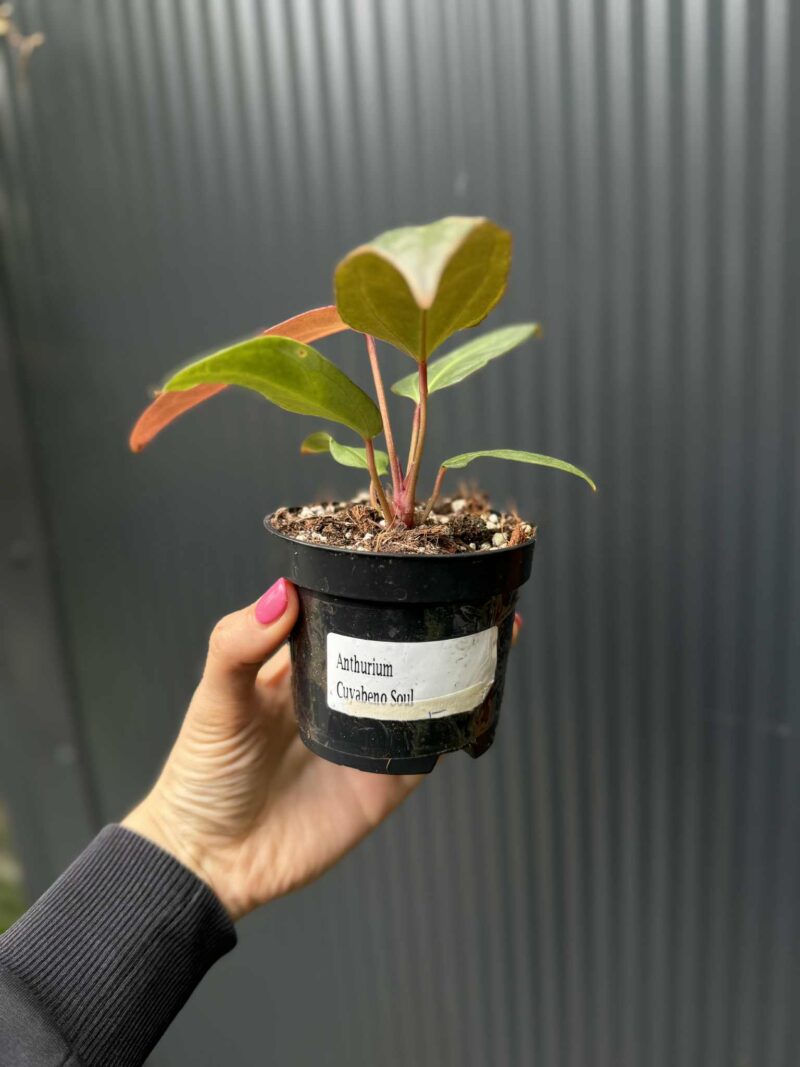 Anthurium Cuyabeno Soul