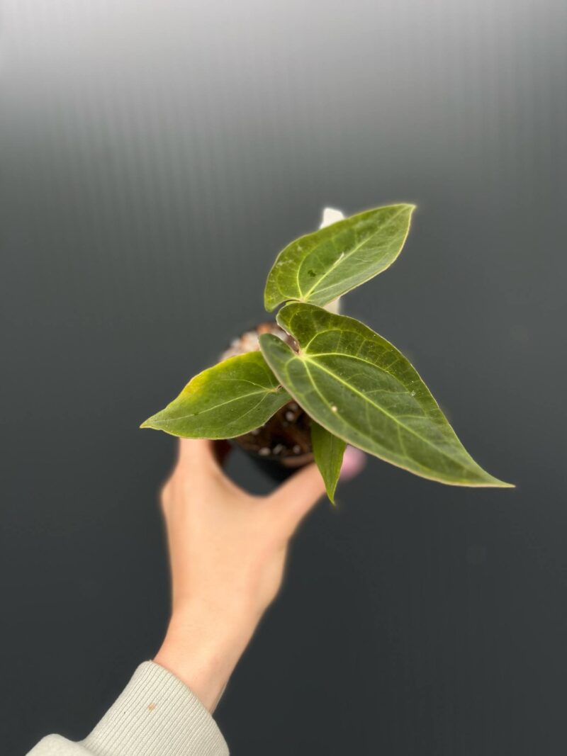 Anthurium ‘Eureka’ x Papillilaminum