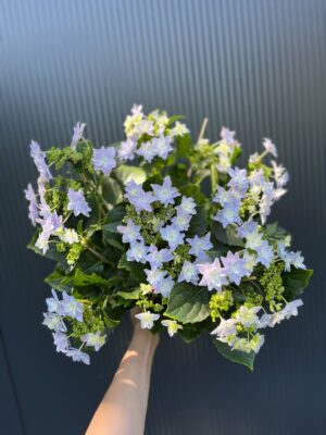 Hortensja Ogrodowa | Hydrangea macrophylla ‘Elleair Anniversary’