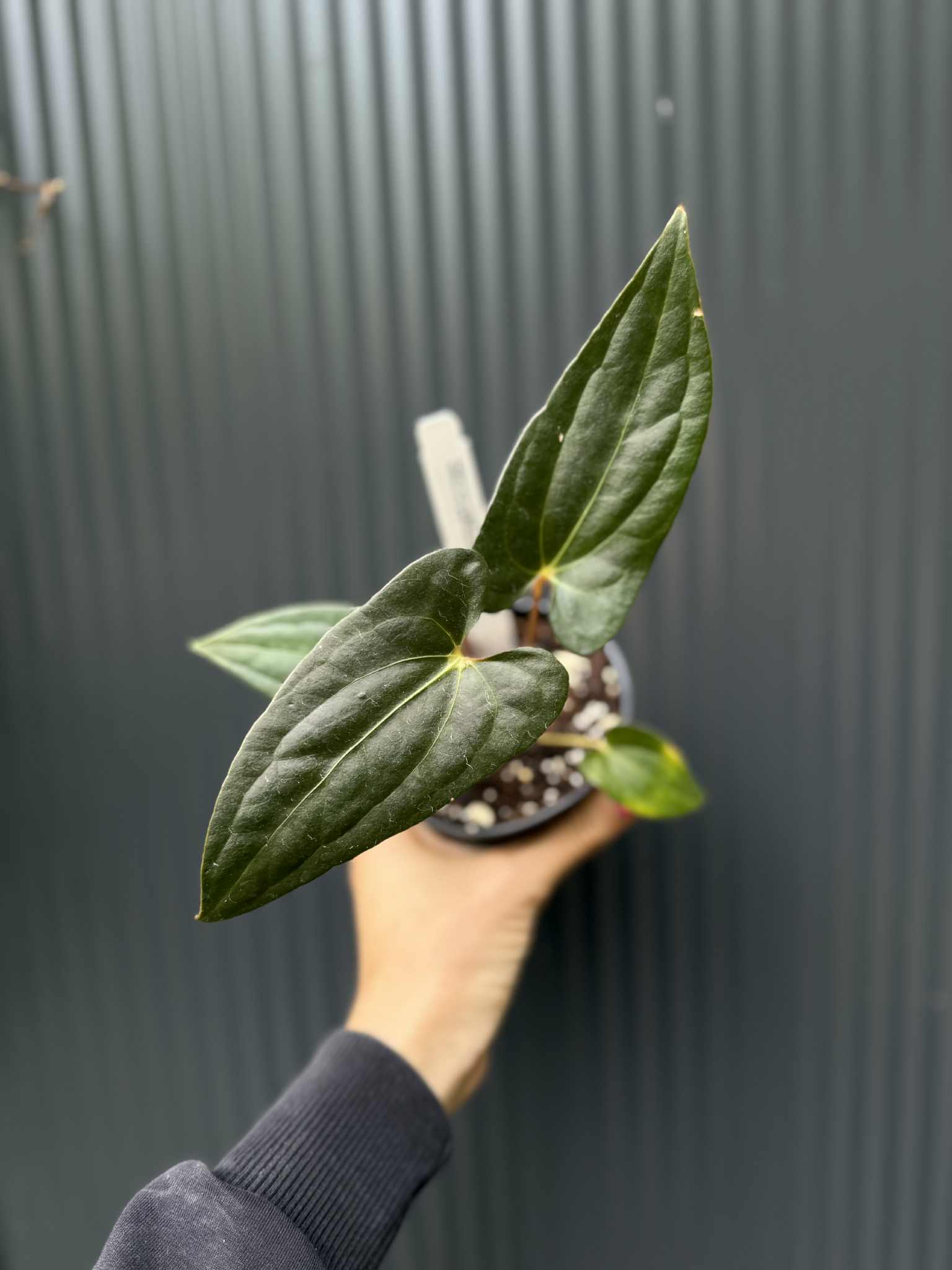 dracaena compacta Staggered Janet Craig Dracaena - 8
