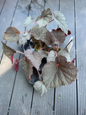 Begonia ‘Taconite’