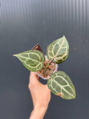 Dockblock Anthurium Michelle®