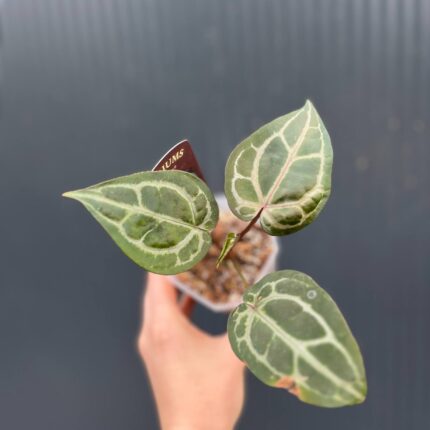 Dockblock Anthurium Michelle®