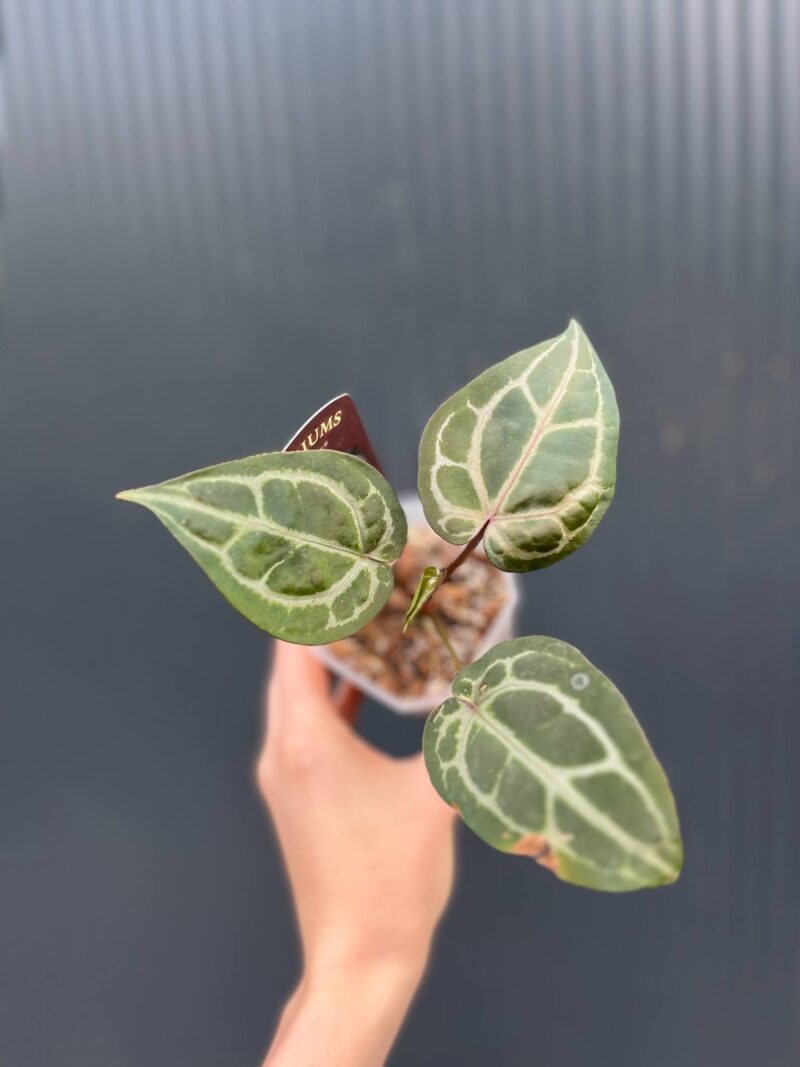 Dockblock Anthurium Michelle®