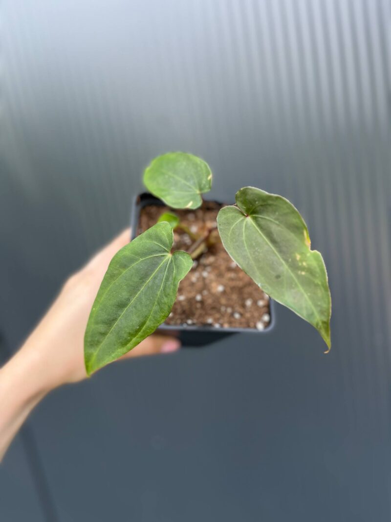 Anthurium Crystal Sky ×  Nigrolaminum ‘Gigi’