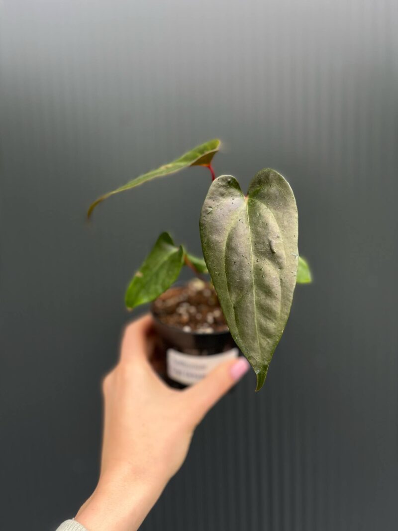 Anthurium ‘Gigi Dreams’