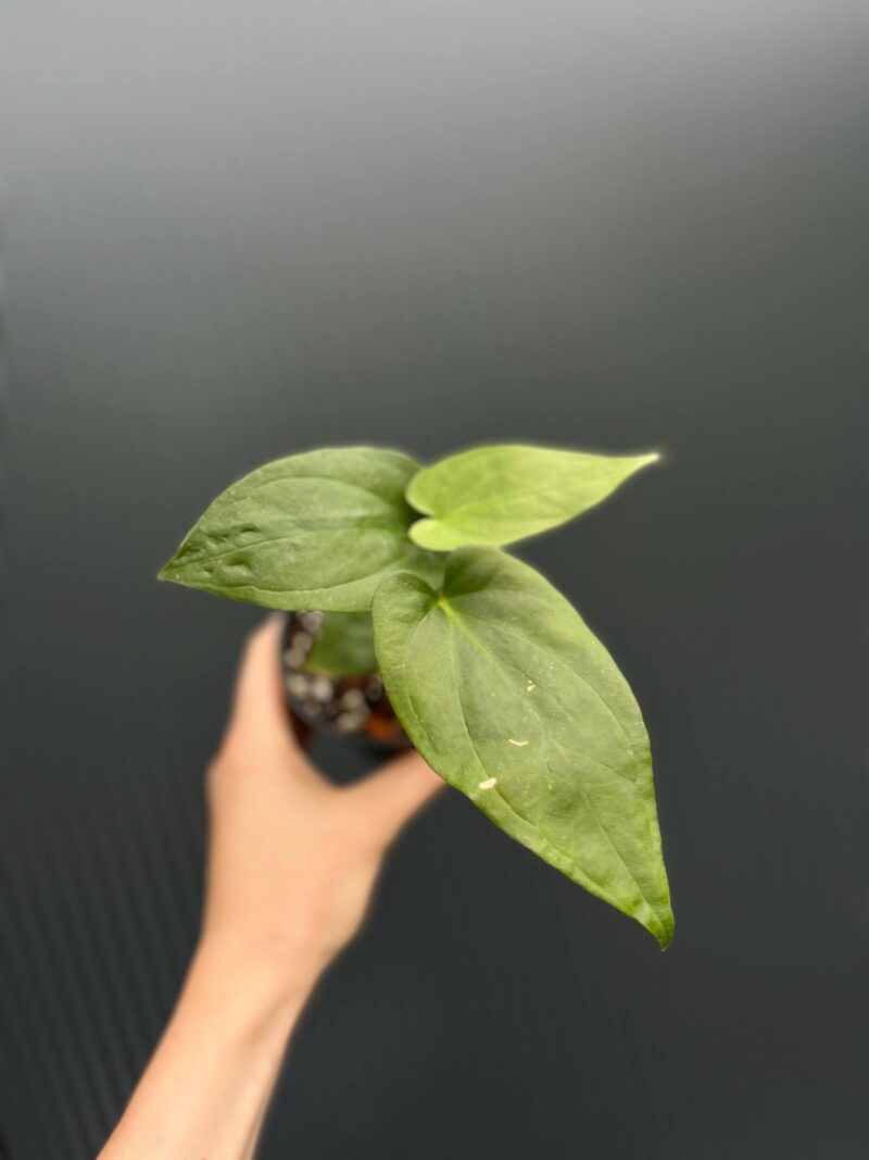 Anthurium Andean Moon x Giganteum Verde