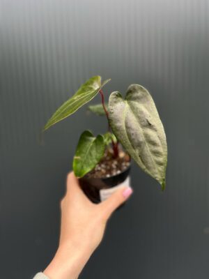 Anthurium ‘Gigi Dreams’