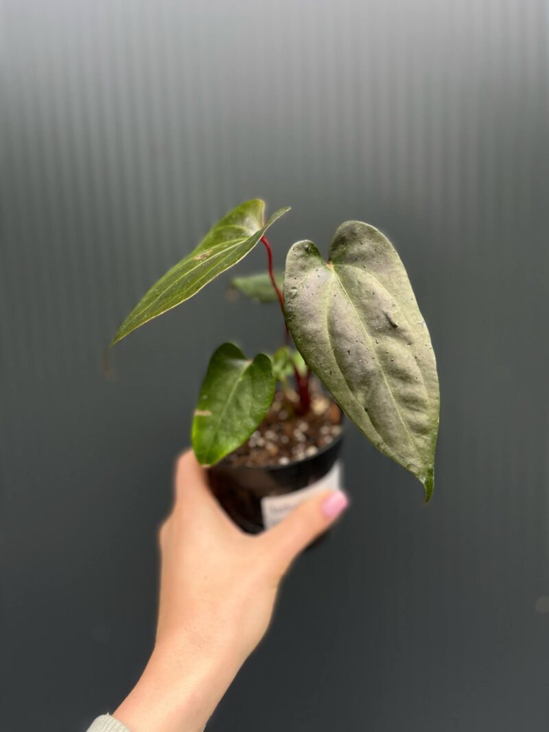 Anthurium ‘Gigi Dreams’