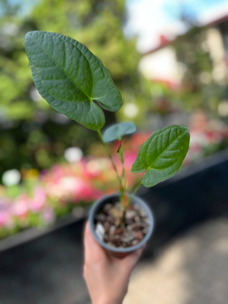 Anthurium Amazon Rabbit