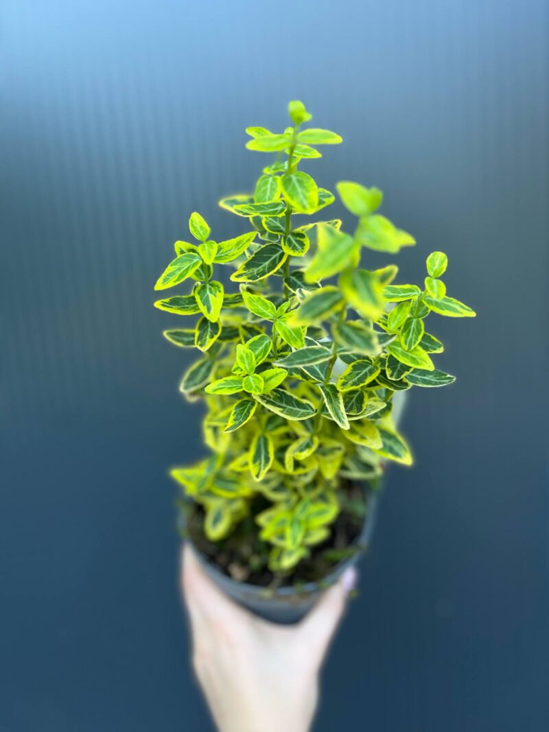 Trzmielina Fortune’a ‘Emerald ‘n’ Gold’ Euonymus fortunei