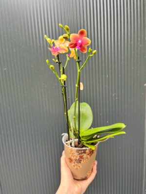 Phalaenopsis Bolgheri | Storczyk