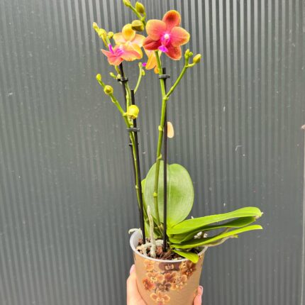 Phalaenopsis Bolgheri | Storczyk