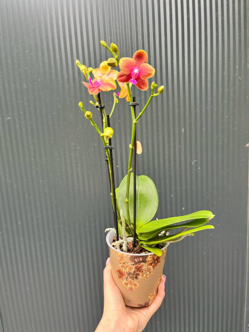 Phalaenopsis Bolgheri | Storczyk