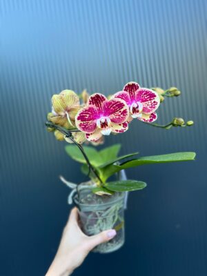 Phalaenopsis Dioro Magnifique | Storczyk