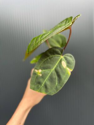 Anthurium Red Gunsal