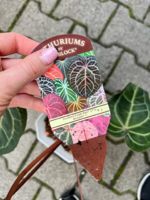 Dockblock Anthurium Purple Rain® ’27 x Michelle® ‘1’