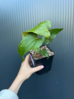 Anthurium Cuyabeno Soul x Nigrolaminum ‘Gigi’