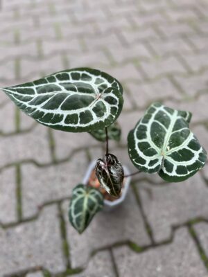 Dockblock Anthurium Michelle® ’11’ x Michelle® ‘1’