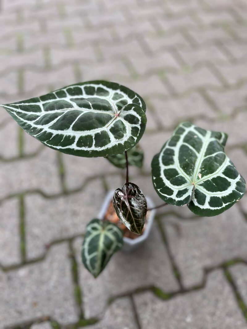 Dockblock Anthurium Michelle® ’11’ x Michelle® ‘1’