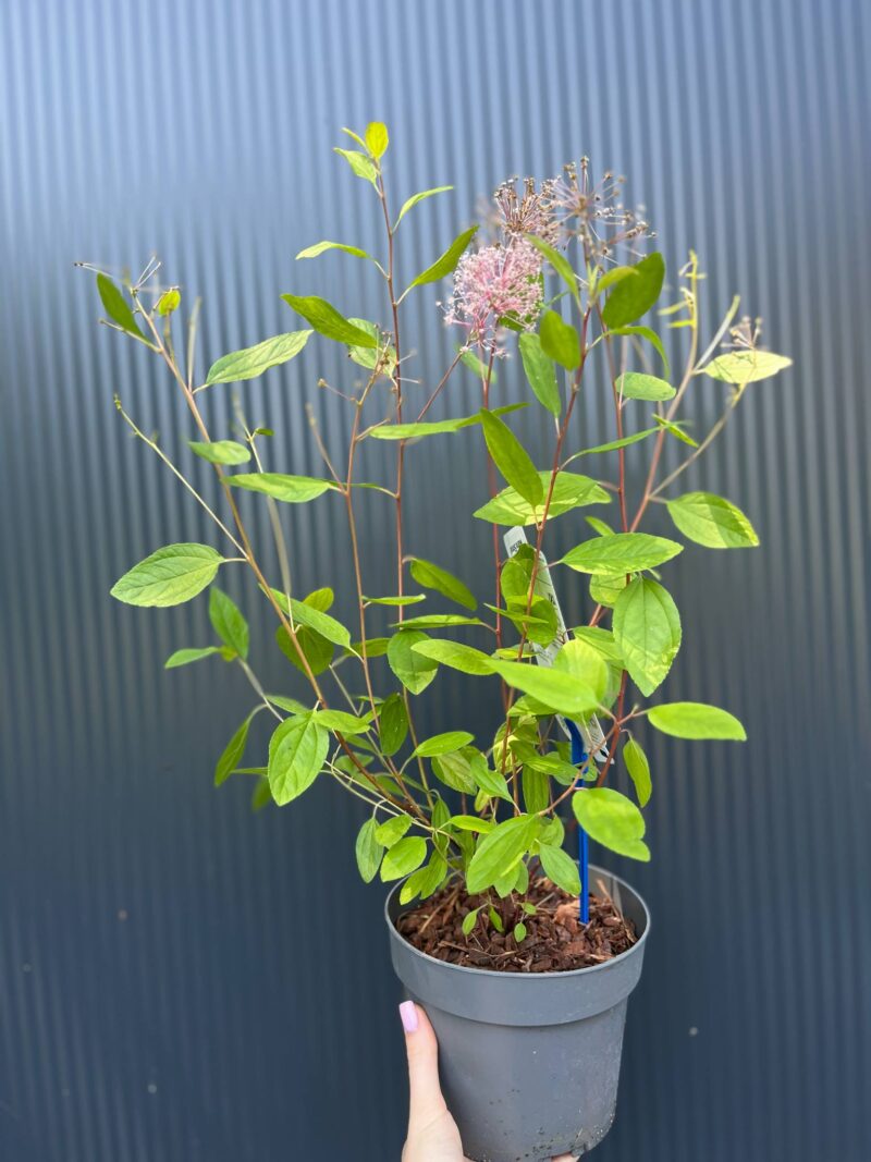 Prusznik różowy | Ceanothus pallidus ‘Marie Simon’