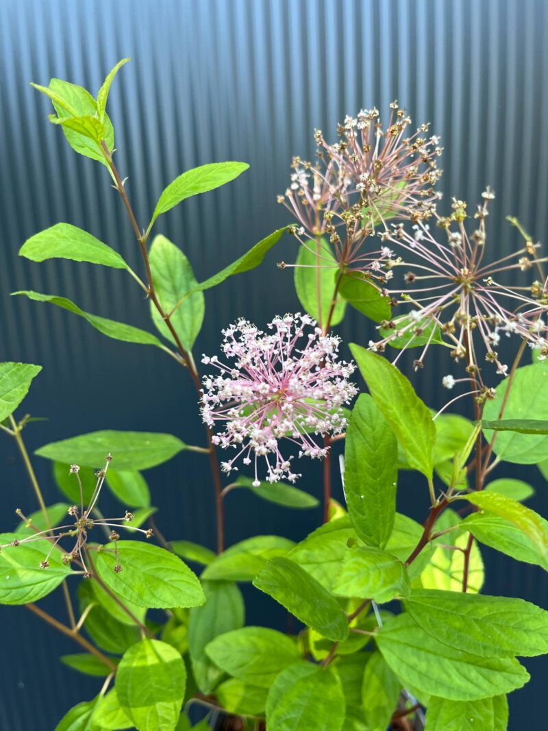 Prusznik różowy | Ceanothus pallidus ‘Marie Simon’