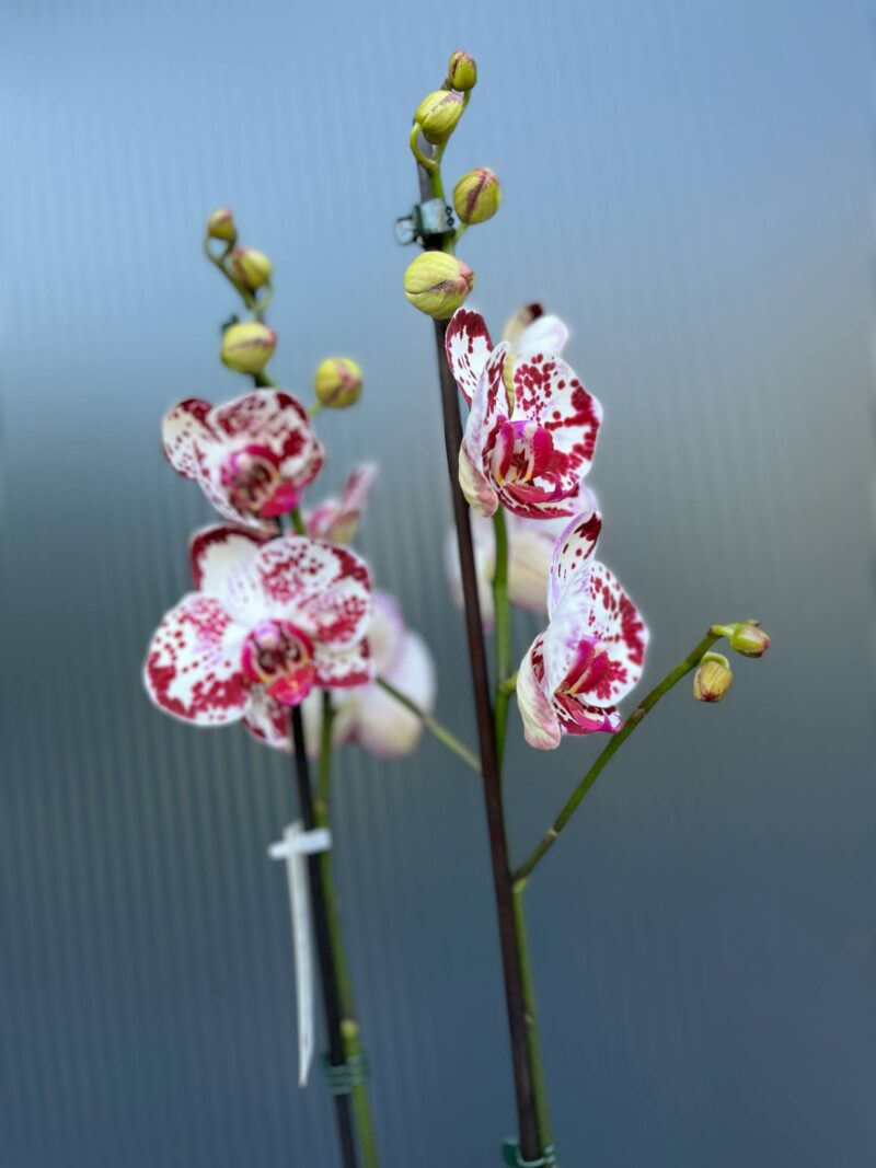 Phalaenopsis Bohemian Mondriaan | Storczyk ( przekwitajacy)