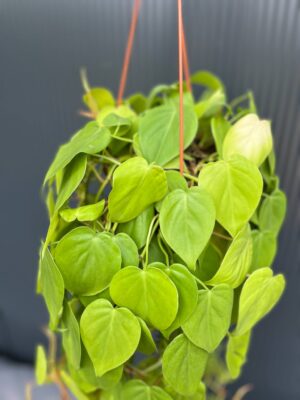 Philodendron Scandens Lemon Lime