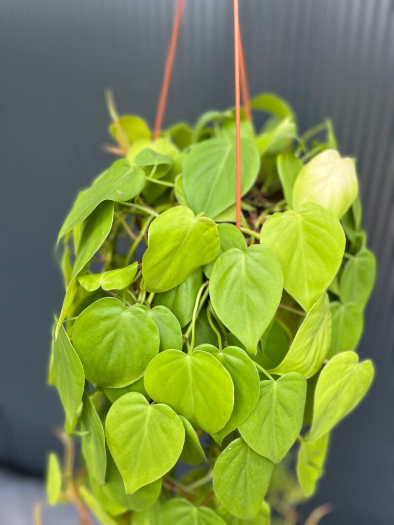Philodendron Scandens Lemon Lime