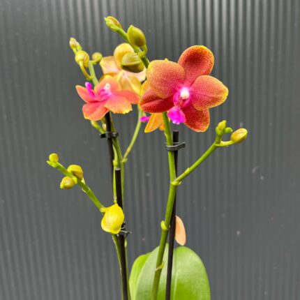 Phalaenopsis Bolgheri | Storczyk