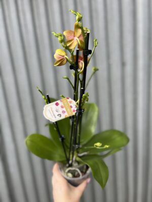 Phalaenopsis Bolgheri | Storczyk Pachnący
