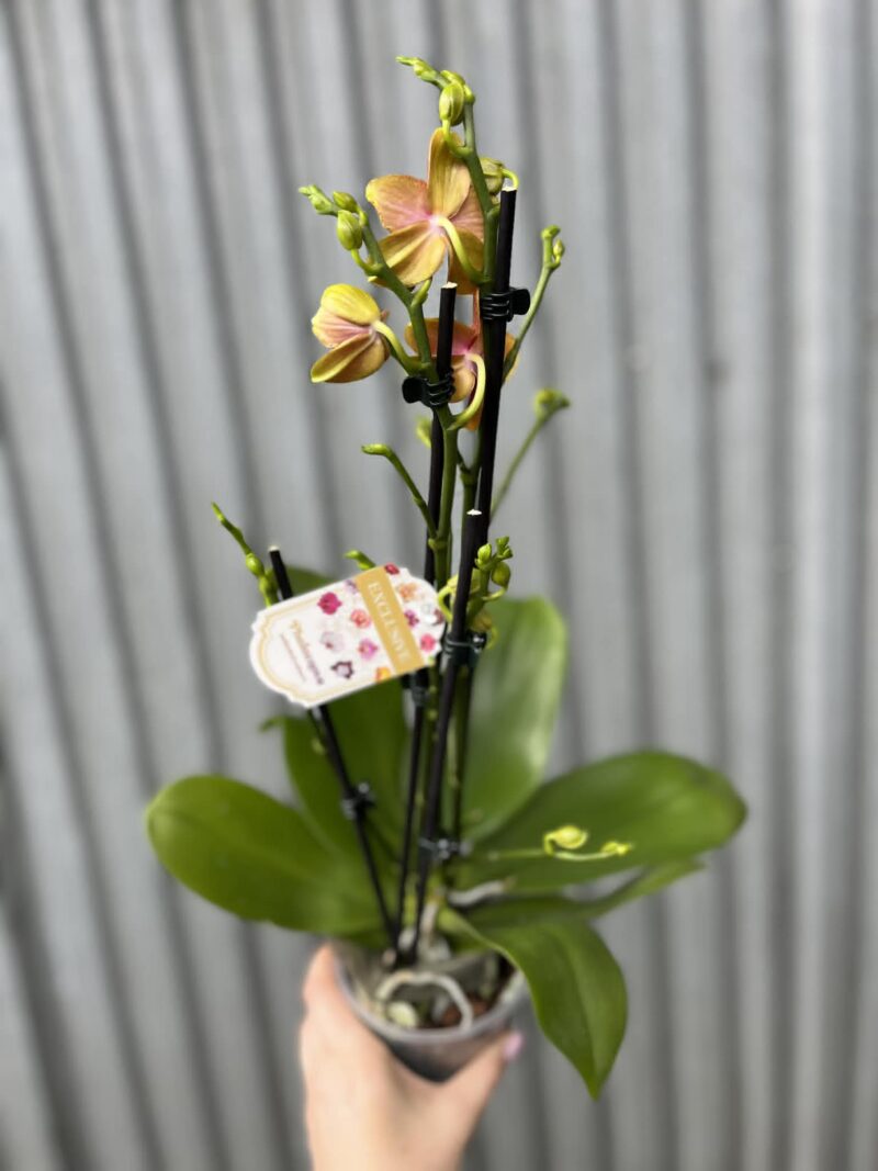 Phalaenopsis Bolgheri | Storczyk Pachnący
