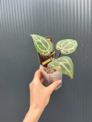 Dockblock Anthurium Michelle®