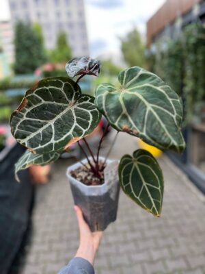 Anthurium Docblock Crystallinum Select Color ’56’ x Michelle® ‘1’