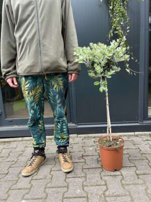 Metrosideros wyniosły excelsa, Nowozelandzkie Drzewo Bożonarodzeniowe