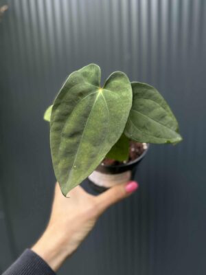 Anthurium Anaconda x Anthurium Papillilamium