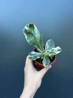 Ficus Lyrata Variegata