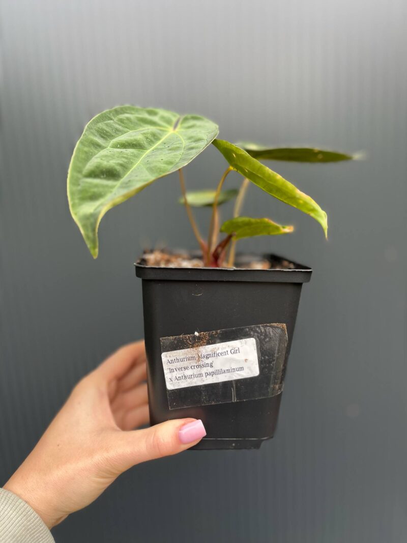 Anthurium Magnificent Girl ‘Inverse Crossing’ x  Anthurium papillilaminum