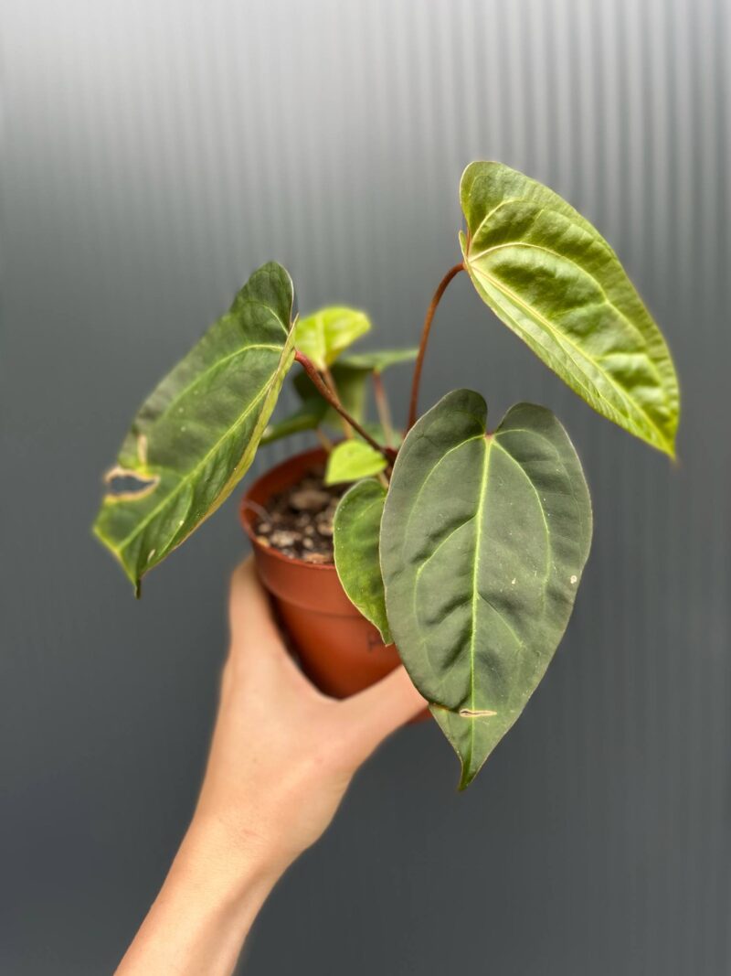 Anthurium Red Gunsal