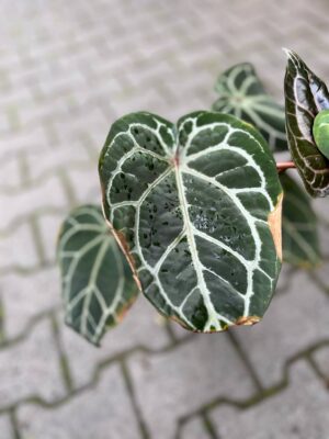 Anthurium Docblock Crystallinum Select Color ’56’ x Michelle® ‘1’