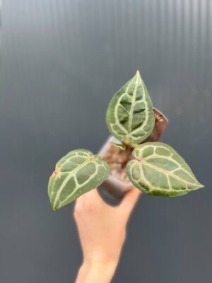 Dockblock Anthurium Michelle®