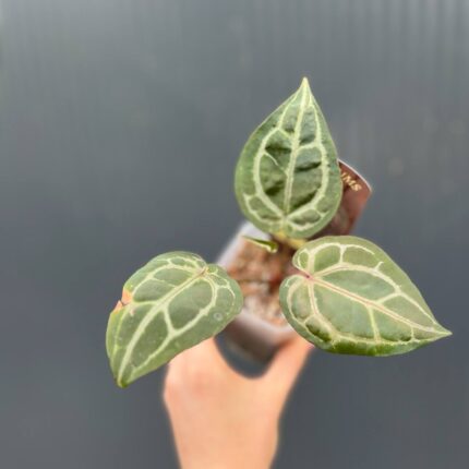 Dockblock Anthurium Michelle®