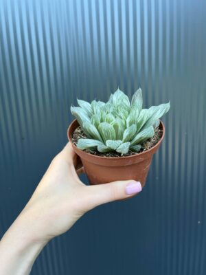 Haworthia cymbiformis
