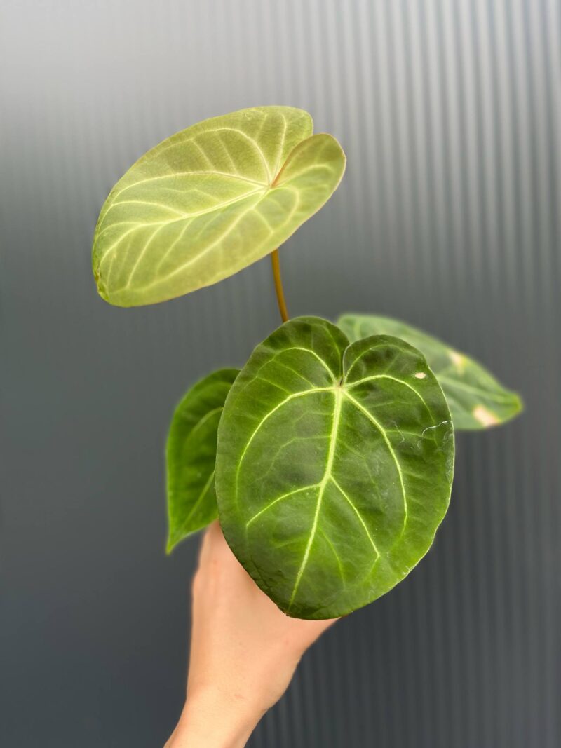 Anthurium Red Gunsal