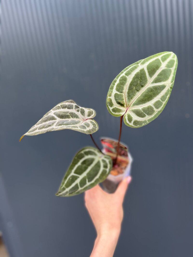 Anthurium Dockblock Zara® ’29’ x Dockblock Zara® ‘3’