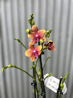 Phalaenopsis Bolgheri | Storczyk Pachnący