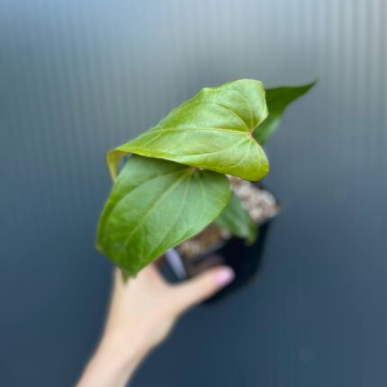 Anthurium Cuyabeno Soul x Nigrolaminum ‘Gigi’