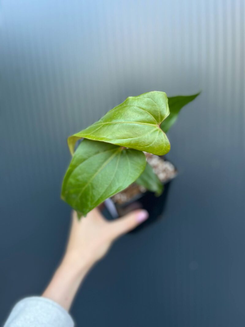 Anthurium Cuyabeno Soul x Nigrolaminum ‘Gigi’