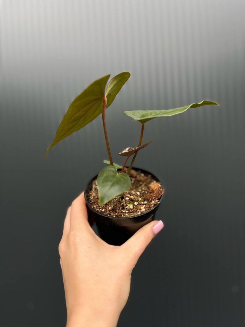 Anthurium Luxury Jungle x Papillilaminum