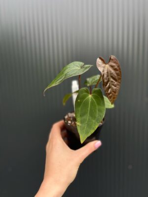 Anthurium ‘Eureka’ x Papillilaminum